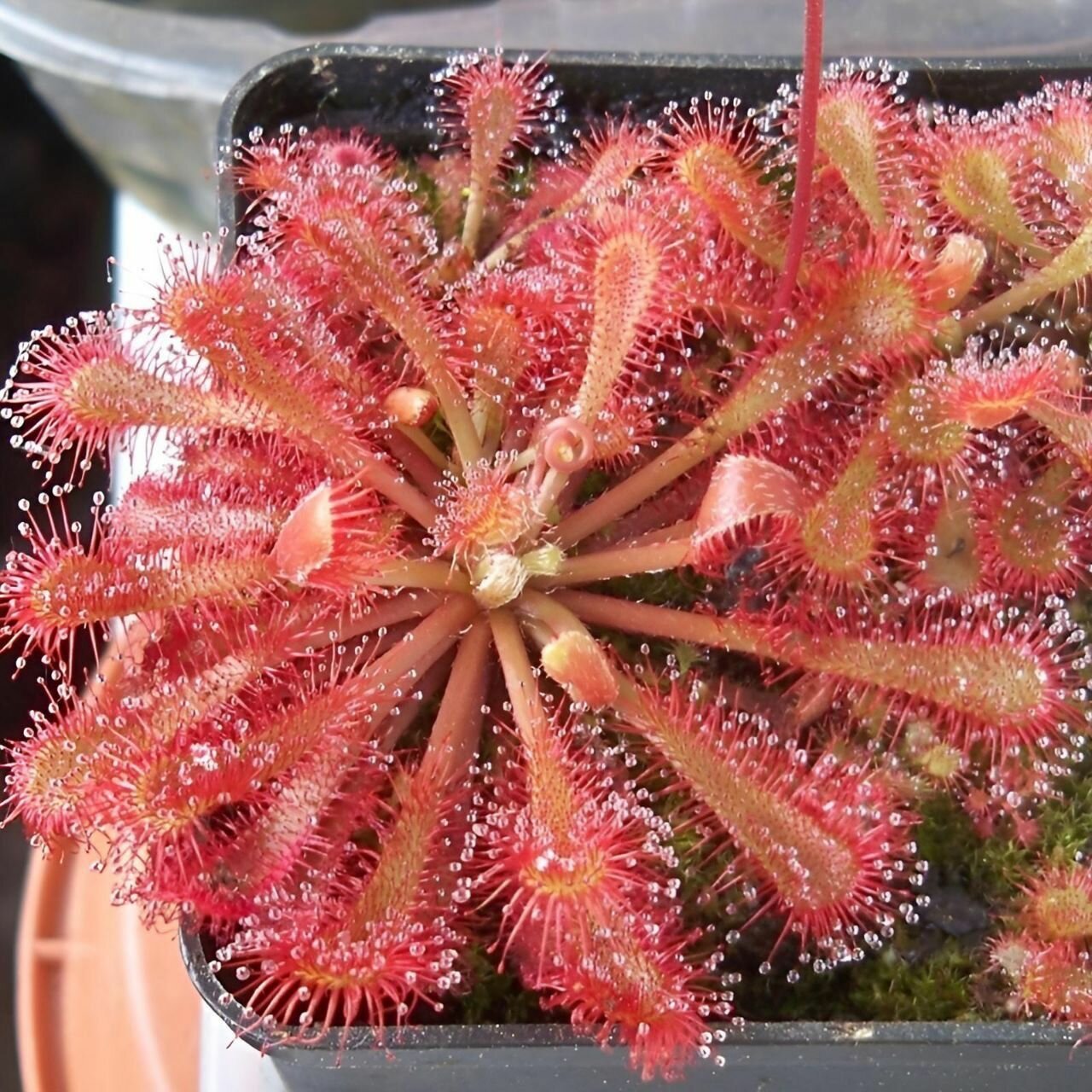 Семена мухоловка росянка SPATULATA var. LOVELLE 15+ шт (Drosera Spatulata var. Lovelle) хищное растение поедающее мух