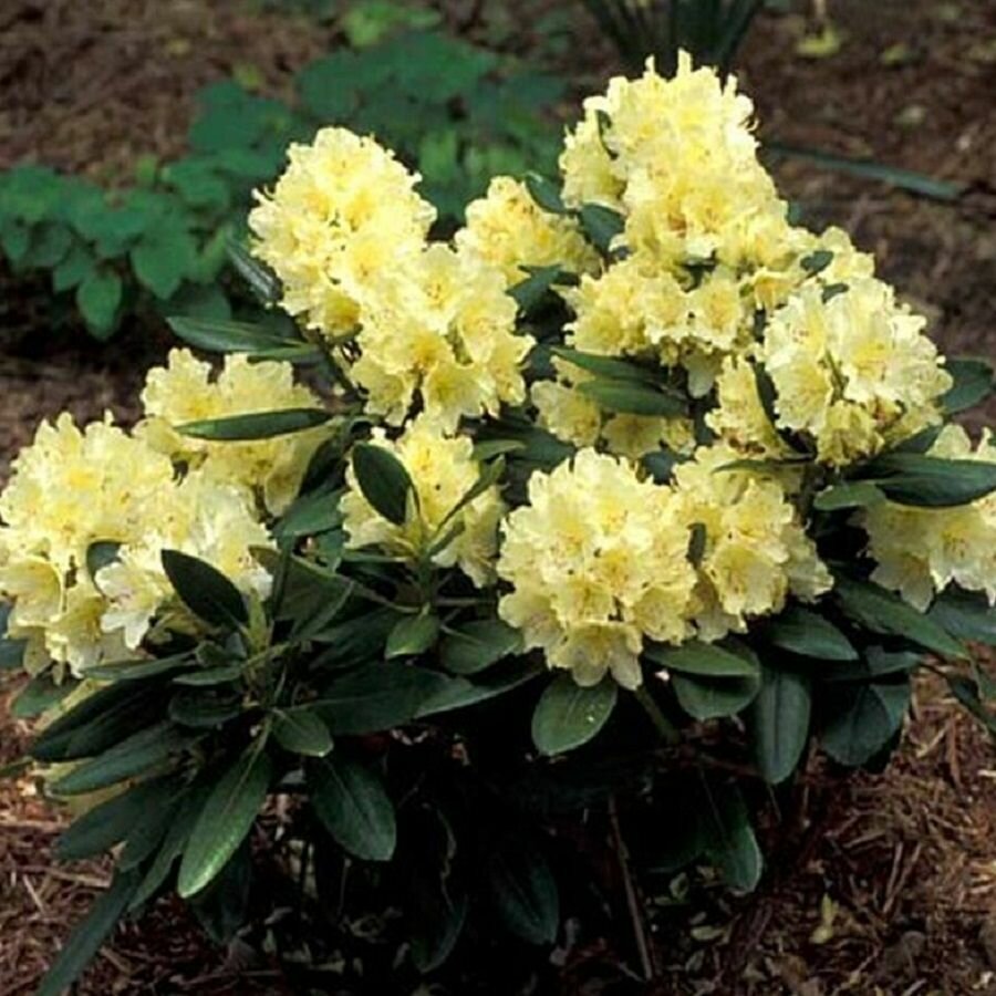 Азалия Рододендрон желтый семена