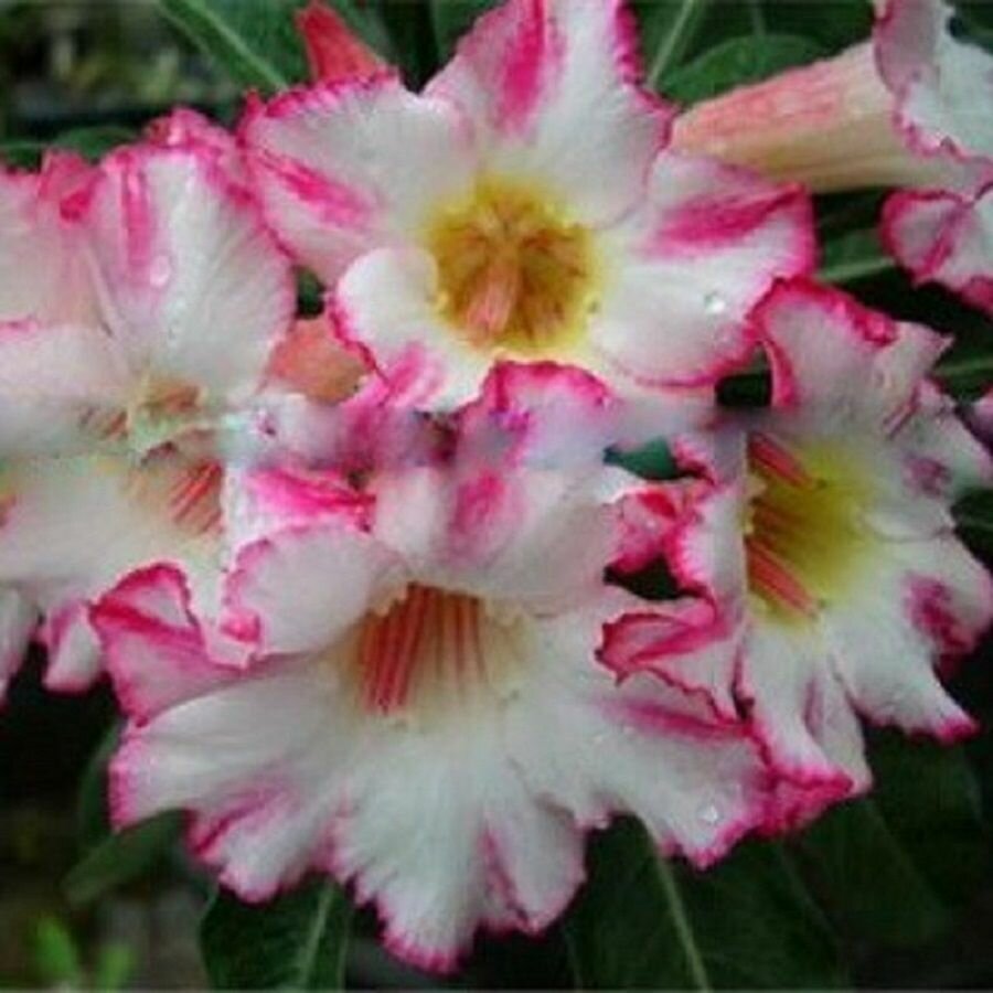 Адениум Adenium Obesum Desert Rose HAPPY BUNNY семена цветы