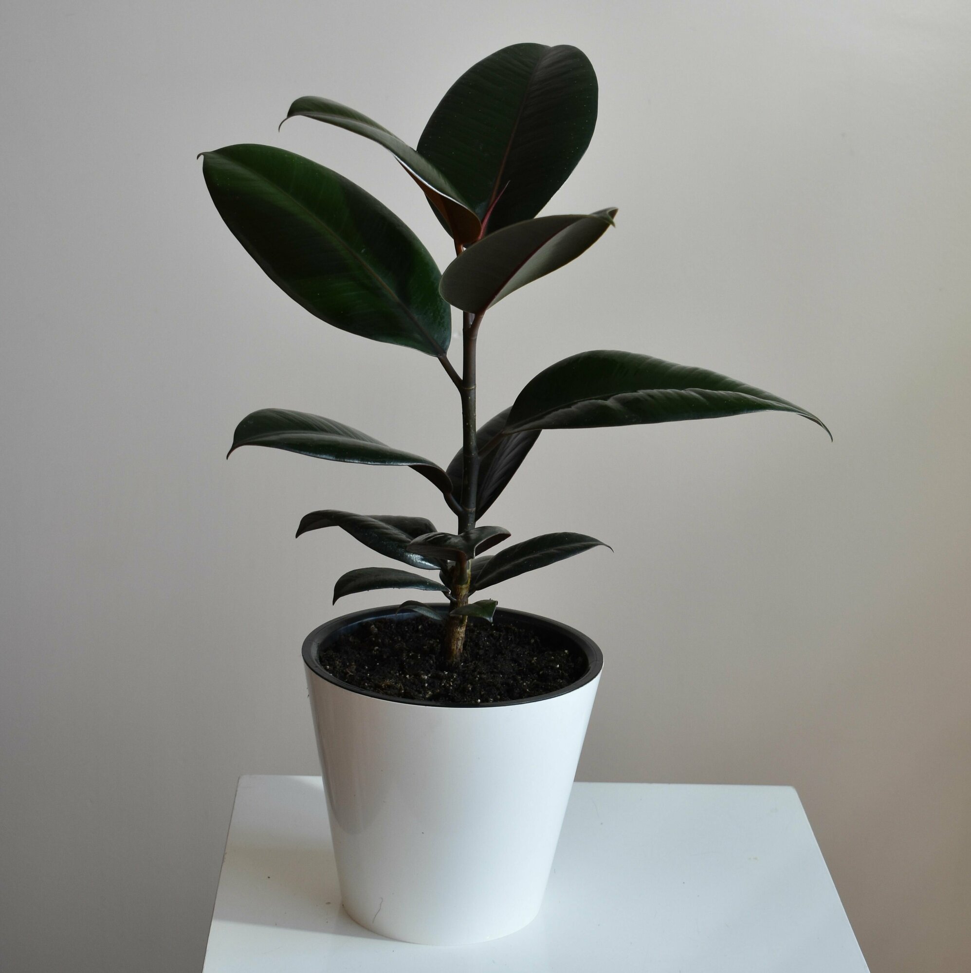 Фикус Эластика Абиджан Ficus Elastica Abidjan d16