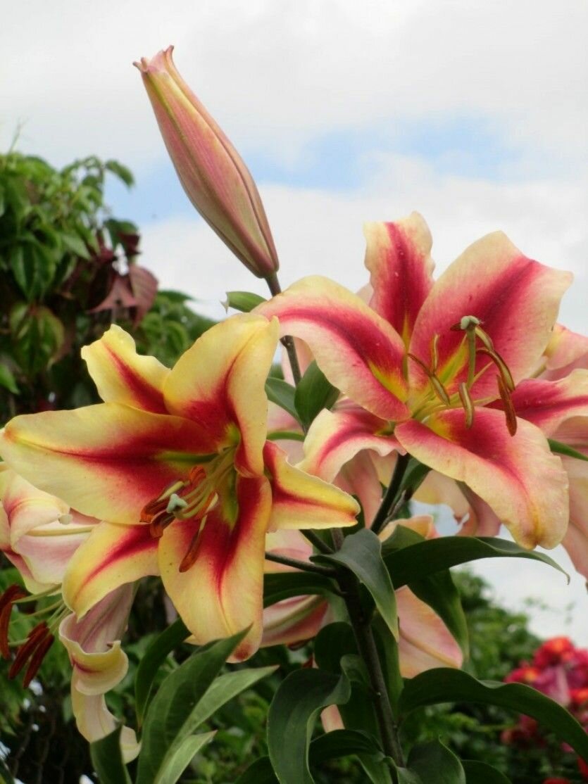 Лилия Олимпик Флейм 1 шт