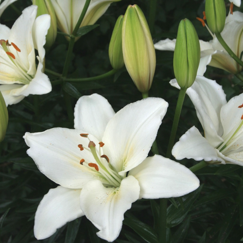 Лилия Хэппи Эскимо (1 луковица). Holland Bulbs (Голландия).