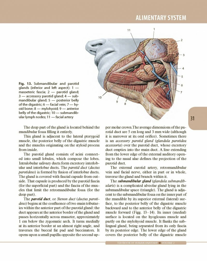 Textbook of Human Anatomy. In 3 volumes. Volume 2. Splanchnology and cardiovascular system - фото №4