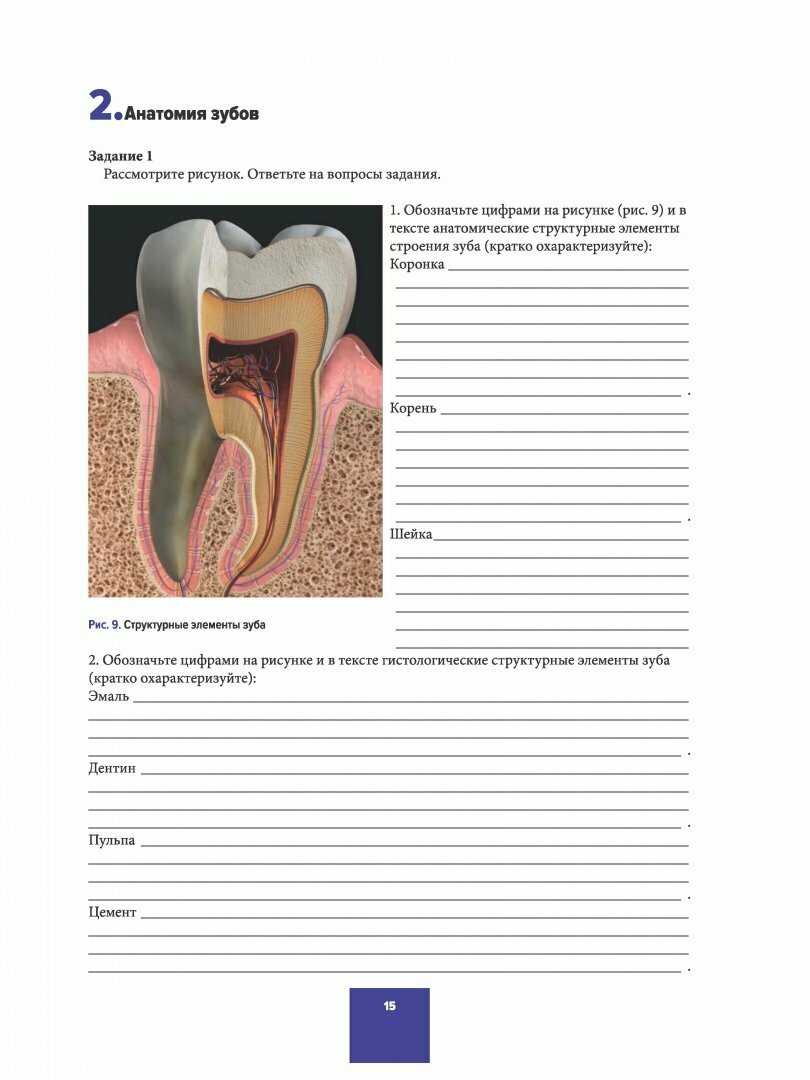 Анатомия зубов, зубных рядов. Биомеханика зубочелюстной системы. Рабочая тетрадь - фото №2