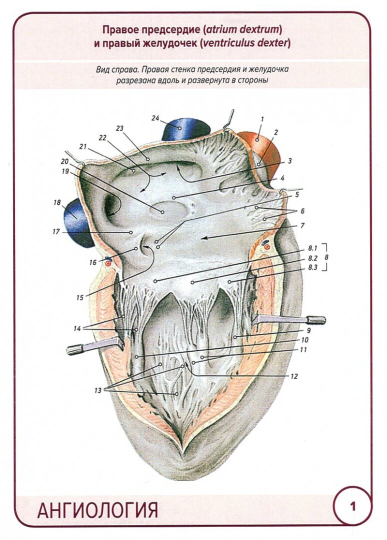Анатомия человека. Ангиология. Карточки (45 штук) - фото №5