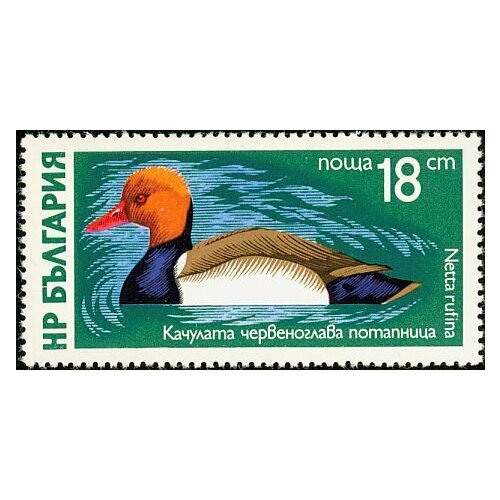 (1976-021) Марка Болгария Красноносый нырок Водоплавающие птицы III Θ