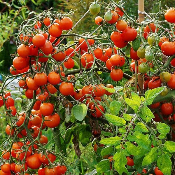 Коллекционные семена томата Красная вишня