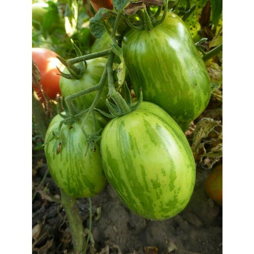Коллекционные семена томата Гном Модная Мэри коллекционные семена томата мэри рейнольд