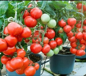 Основная фотография от вендора