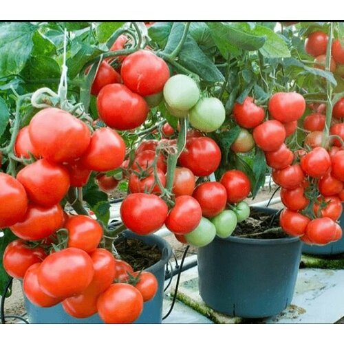 Коллекционные семена томата Крайова