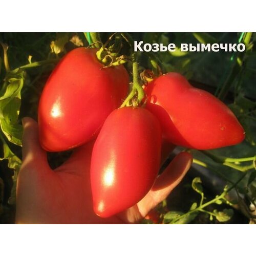 Коллекционные семена томата Козье Вымя коллекционные семена томата могучее вымя