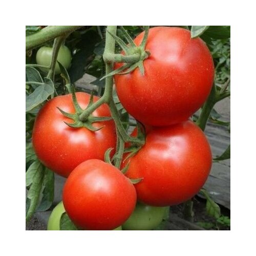 Коллекционные семена томата Южная Звезда Смита