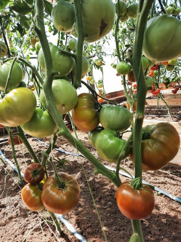 фото Коллекционные семена Томат Кленовый сироп