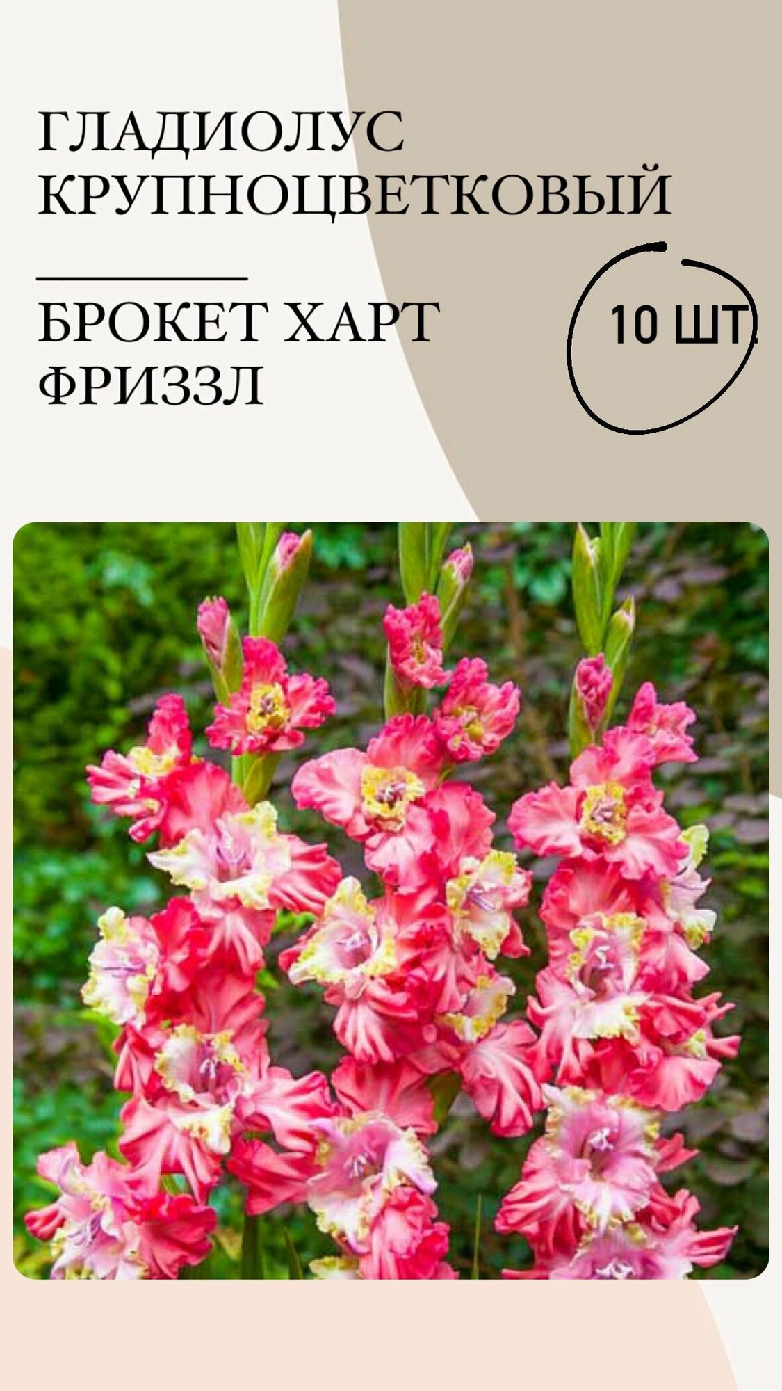 Гладиолус крупноцветковый Брокен Харт Фриззл, луковицы многолетних цветов