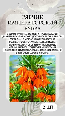 Рябчик Рубра, луковичные цветы