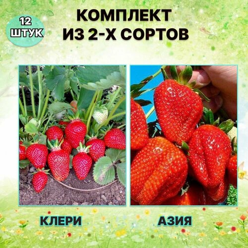 Набор саженцев клубники Клери/Азия (12 штук)