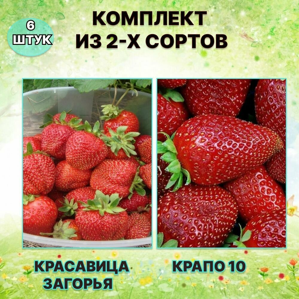 Набор саженцев клубники Красавица Загорья/Крапо-10 (6 штук)