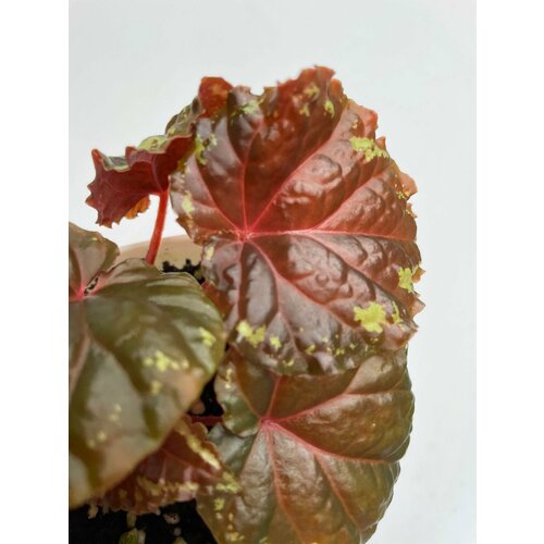 Бегония Игнита (Begonia Ignita) - Лист