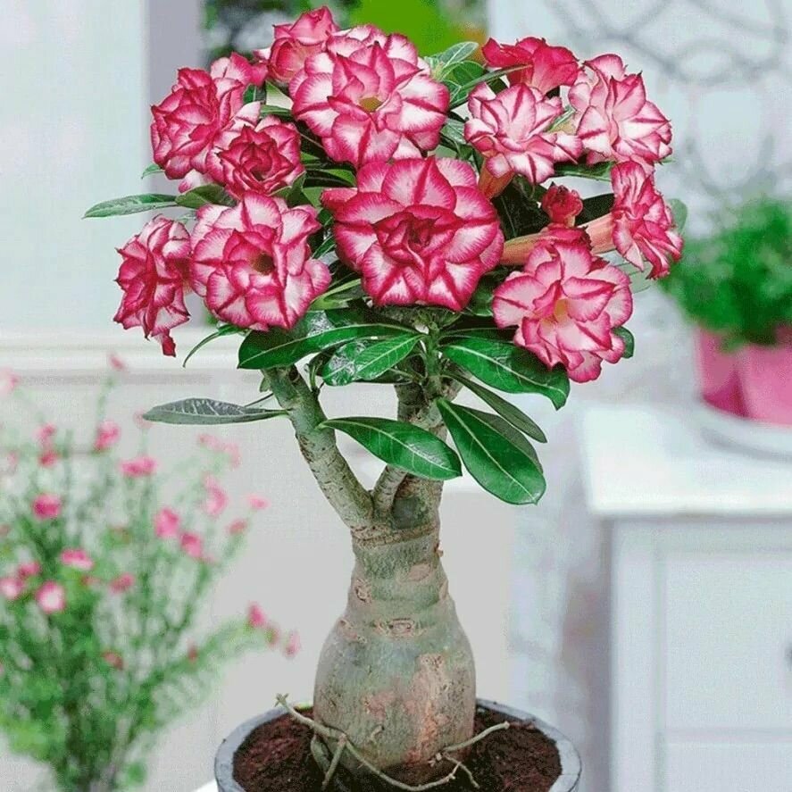 Семена Adenium Obesum MIXED COLORS MIX 5 семян / Комплект для выращивания: Вермикулит + Керамзит