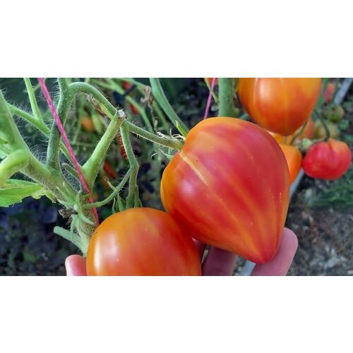 Коллекционные семена томата Гордость Снага коллекционные семена томата гордость сибири