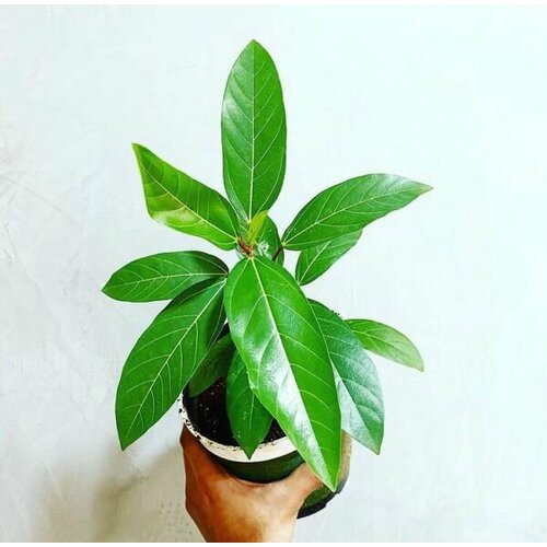 Семена Фикус кистевидный (Ficus racemosa) 20 штук