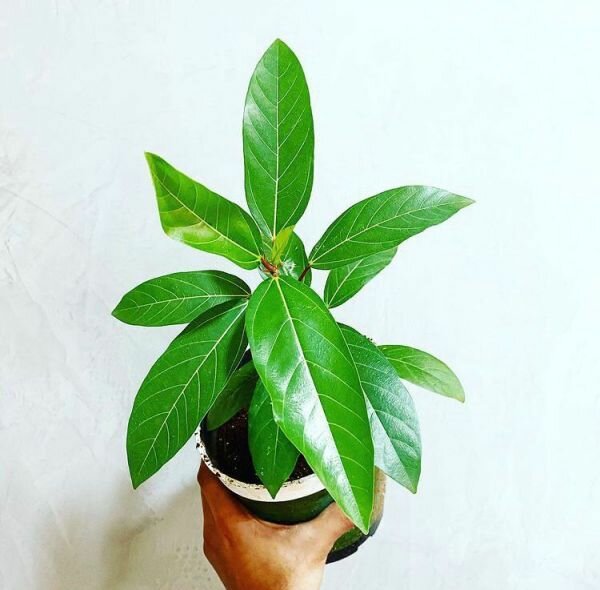 Семена Фикус кистевидный (Ficus racemosa) 20 штук