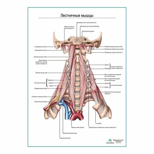 Лестничные мышцы плакат глянцевый А2+