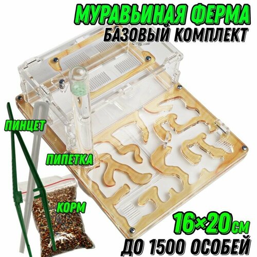 Средняя муравьиная ферма 