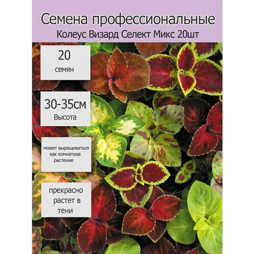 Колеус Визард Селект Микс 20 шт
