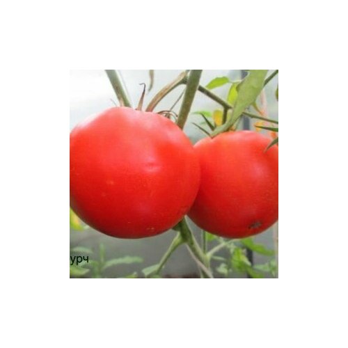 Коллекционные семена томата Чурч