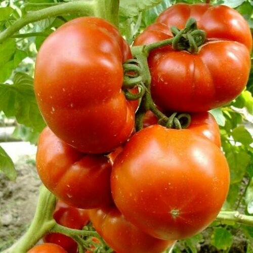 Коллекционные семена томата Райское наслаждение