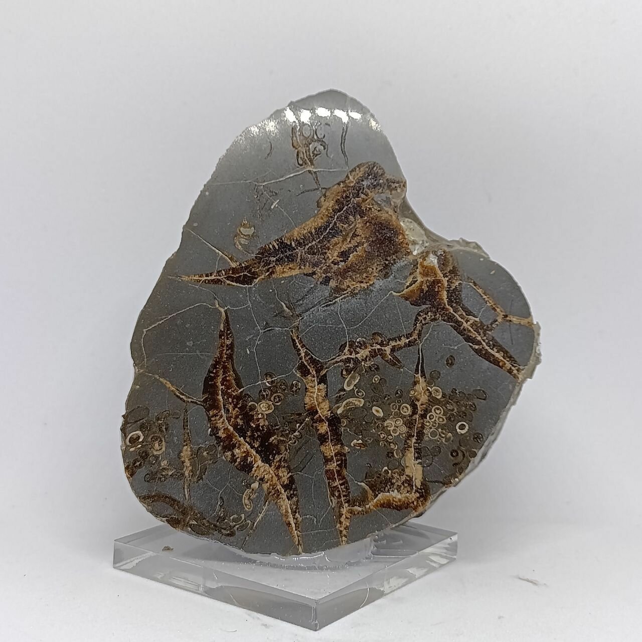 Септария на подставке 8,8 см