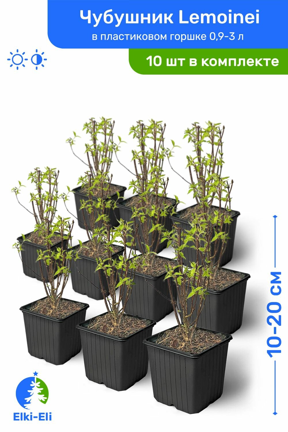 Чубушник гибридный Lemoinei 10-20 см в пластиковом горшке саженец лиственное живое растение комплект из 10 шт