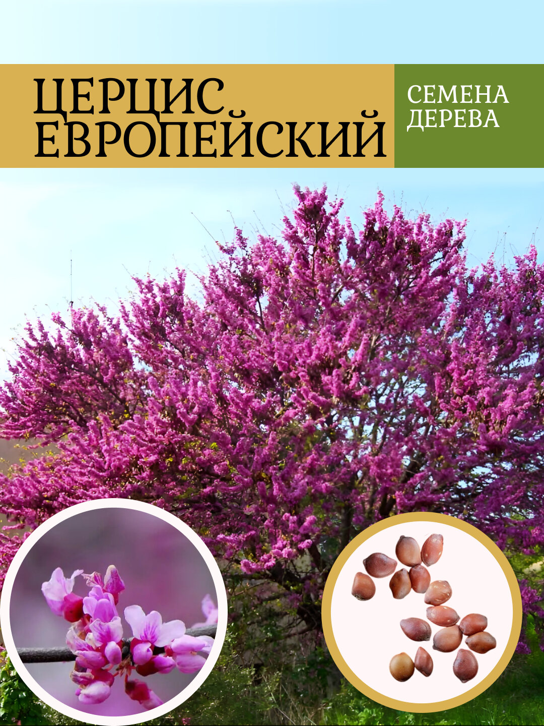 Церцис европейский, или Багрянник европейский, Иудино дерево Семена