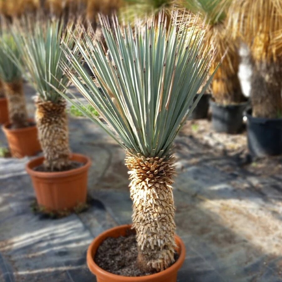 Семена Юкка Голубая 5шт. (Yucca rigida)