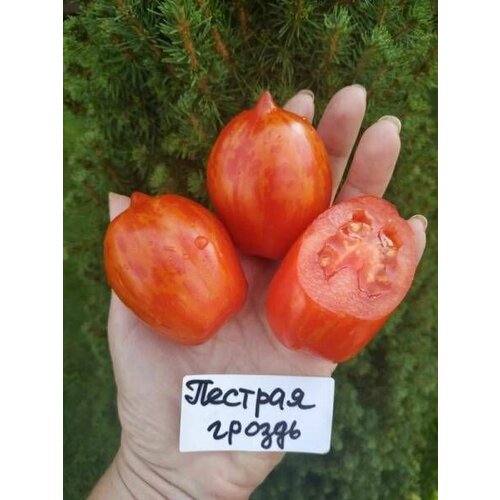 Коллекционные семена томата Пёстрая гроздь