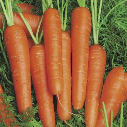 Коллекционные семена моркови Барыня