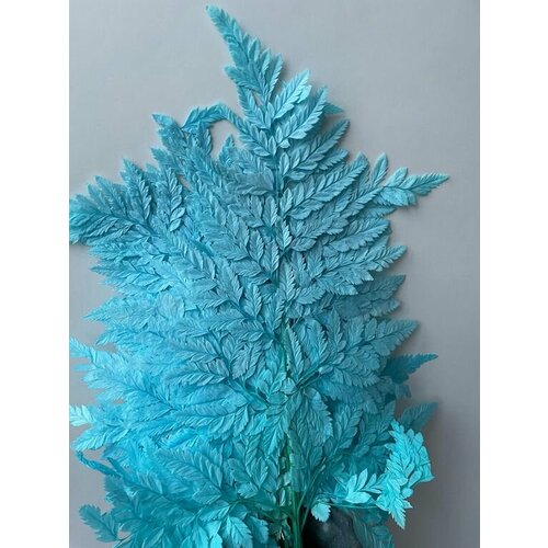 Папоротник голубой 1300₽