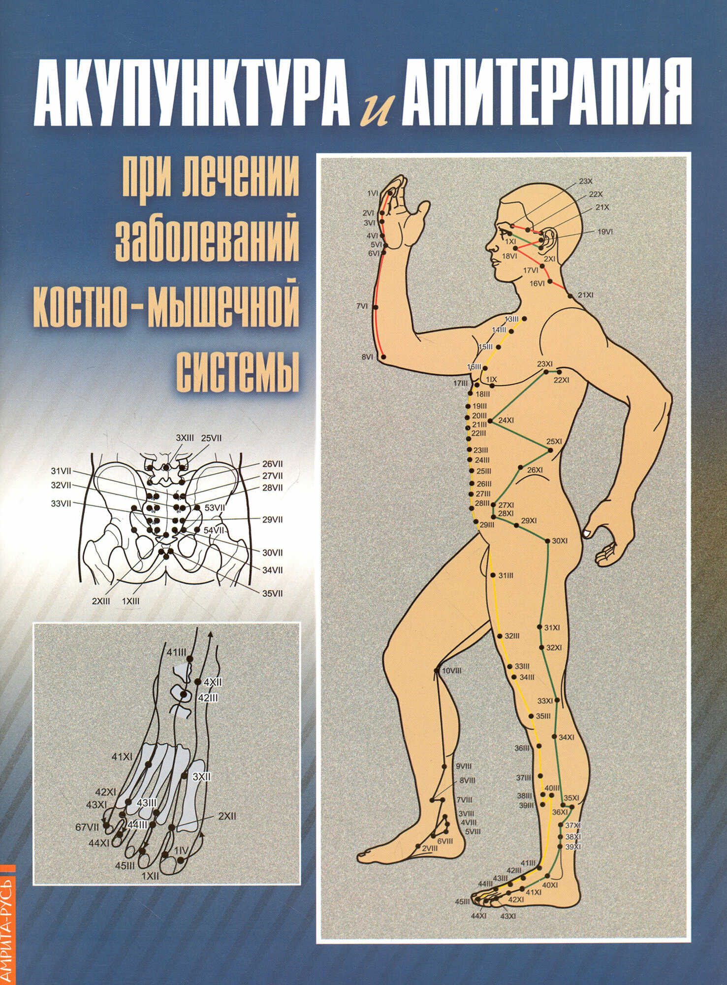 Акупунктура и апитерапия при лечении заболеваний костно-мышечной системы. Практическое руководство - фото №3