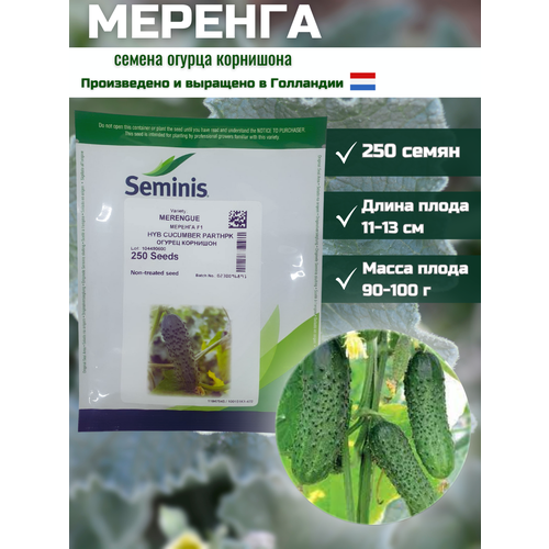 Меренга F1 - огурец партенокарпический, 250 семян, Seminis/Семинис (Голландия)