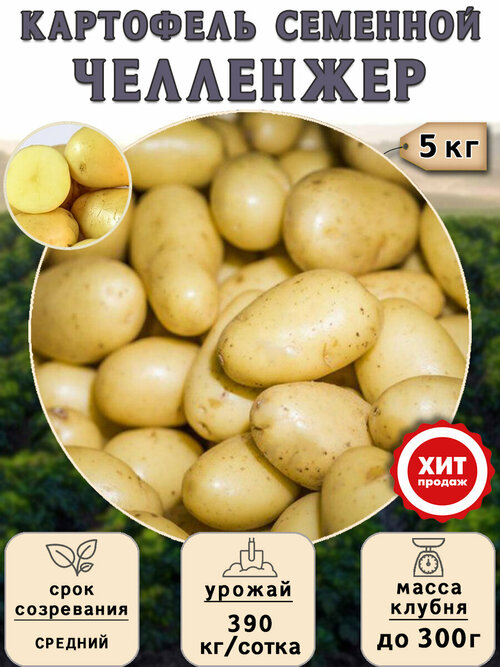 Клубни картофеля на посадку Челленжер (суперэлита) 5 кг Средний