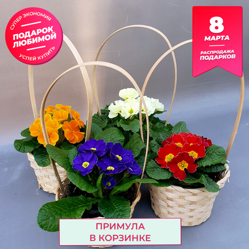 Примула в подарочной корзинке
