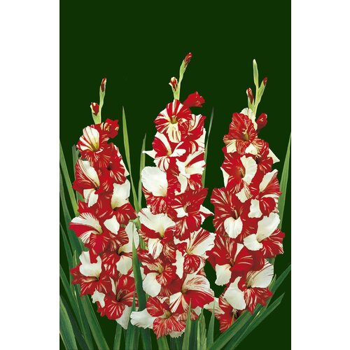 Гладиолус крупноцветковый Зизани 