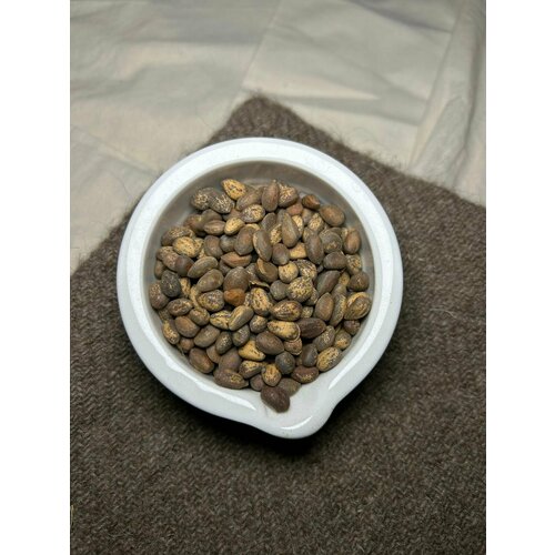 Семена Сосны Бунге, или Сосны кружевнокорой, 5 грамм (примерно 30 семян)