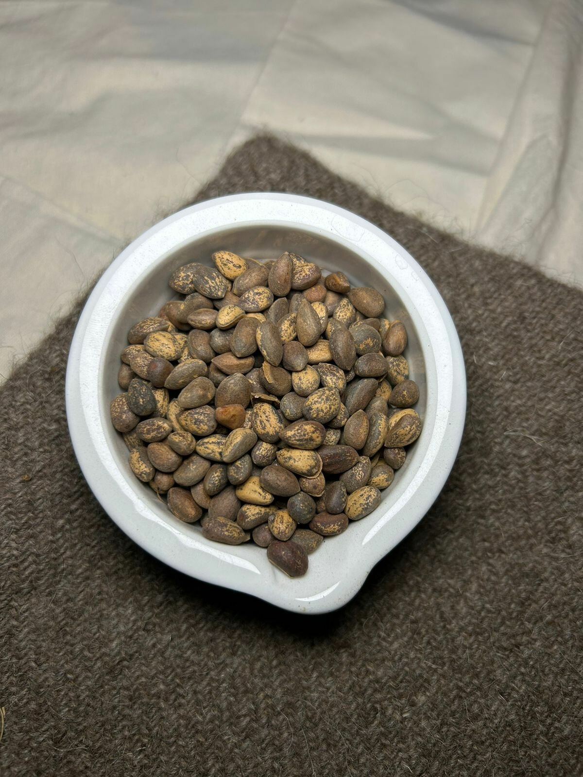 Семена Сосны Бунге, или Сосны кружевнокорой, 2 грамма (примерно 15 семян)
