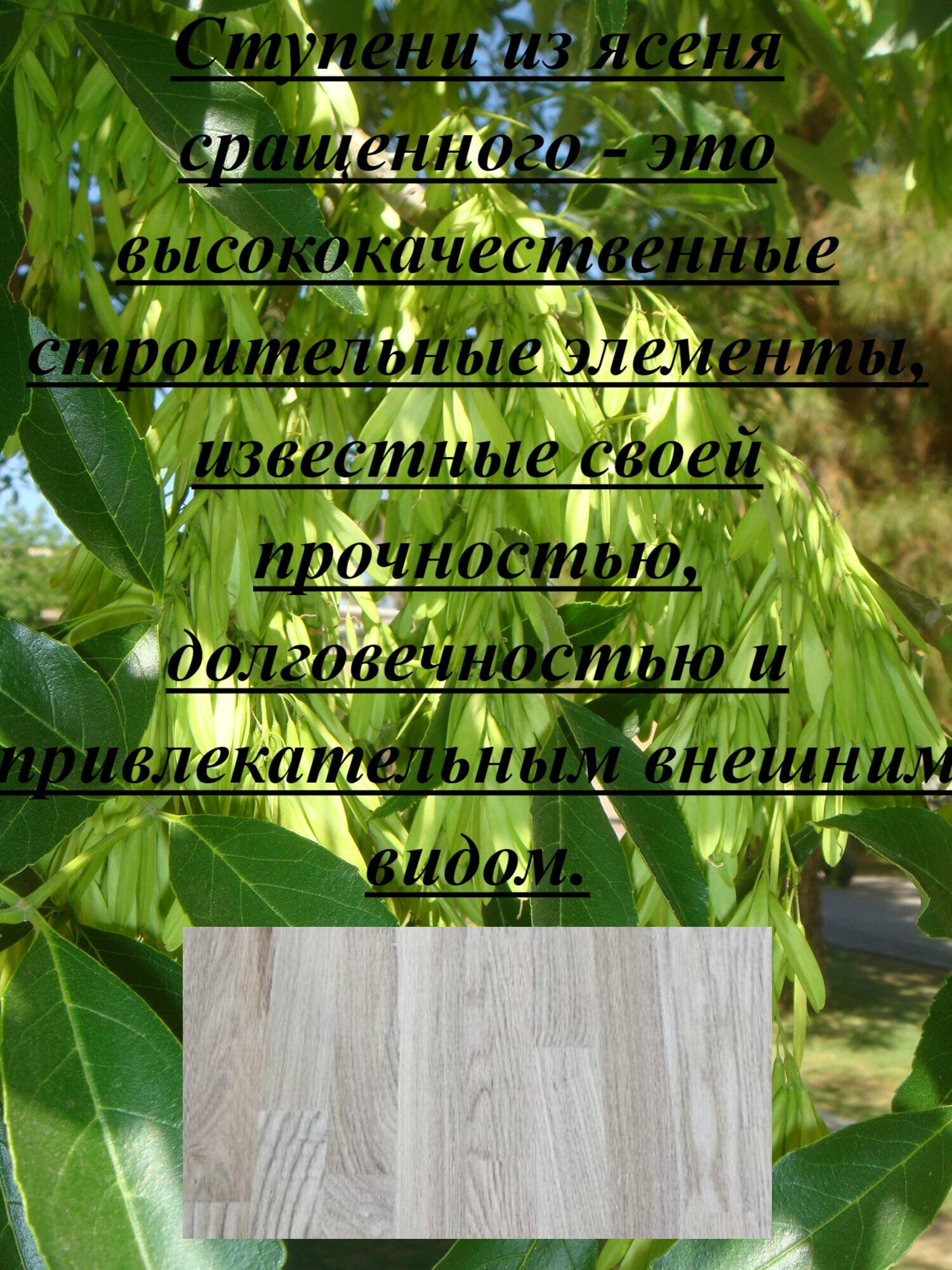 Ступень из массива ясеня сращенного толщина 30мм размер 550мм х 550мм