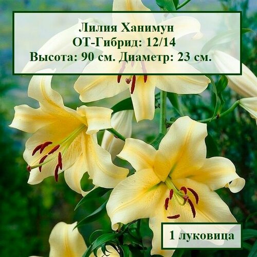 Лилия ОТ-Гибрид Ханимун (1 луковица)