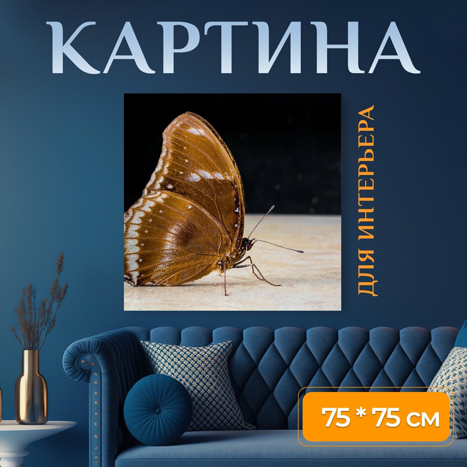 Картина на холсте "Бабочка, насекомое, закрывать" на подрамнике 75х75 см. для интерьера