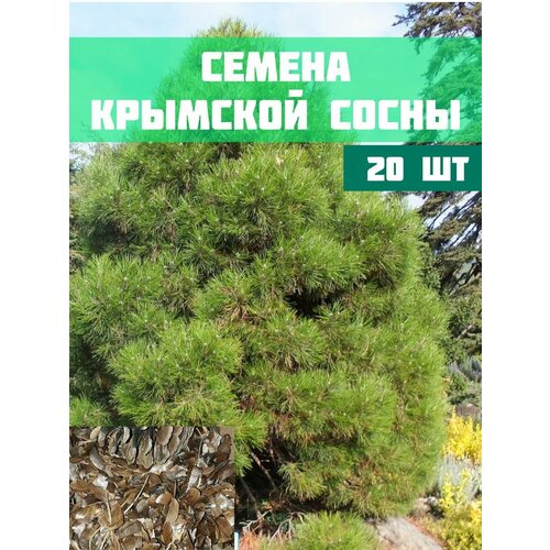 Семена крымской сосны 20 шт хвоя