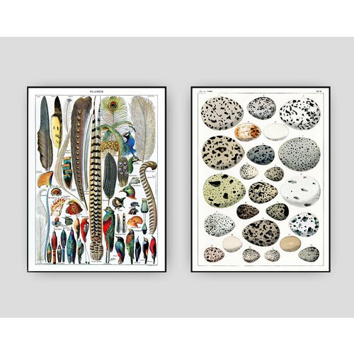 2 постера Птичьи перья и яйца размер А3, без рамы